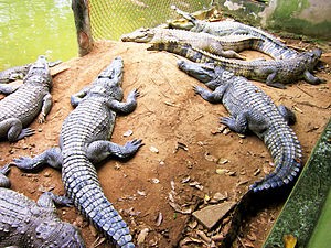 Hai mặt khi quyết định mở trang trại nuôi cá sấu